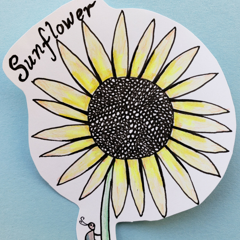 Sunflower Drawing by Tamara Horne